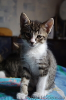 Отдам милых котят в заботливые руки - <ro>Изображение</ro><ru>Изображение</ru> #8, <ru>Объявление</ru> #416362