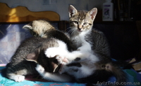 Отдам милых котят в заботливые руки - <ro>Изображение</ro><ru>Изображение</ru> #9, <ru>Объявление</ru> #416362