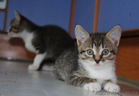 Отдам милых котят в заботливые руки - <ro>Изображение</ro><ru>Изображение</ru> #1, <ru>Объявление</ru> #416362