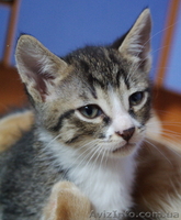 Отдам милых котят в заботливые руки - <ro>Изображение</ro><ru>Изображение</ru> #7, <ru>Объявление</ru> #416362