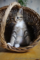 Отдам милых котят в заботливые руки - <ro>Изображение</ro><ru>Изображение</ru> #6, <ru>Объявление</ru> #416362