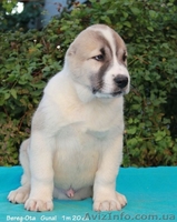 Продажа  щенков СРЕДНЕАЗИАТСКОЙ  ОВЧАРКИ ( АЛАБАЯ) - <ro>Изображение</ro><ru>Изображение</ru> #1, <ru>Объявление</ru> #405593