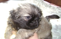 продам щенков пекинеса 2,5 мес. - <ro>Изображение</ro><ru>Изображение</ru> #1, <ru>Объявление</ru> #396480