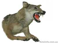 Чучело волка_чучело - <ro>Изображение</ro><ru>Изображение</ru> #2, <ru>Объявление</ru> #420824