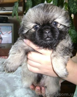 продам щенков пекинеса 2,5 мес. - <ro>Изображение</ro><ru>Изображение</ru> #3, <ru>Объявление</ru> #396480