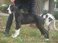 Щенки Немецкого дога - <ro>Изображение</ro><ru>Изображение</ru> #2, <ru>Объявление</ru> #420296