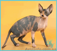 Питомник канадских сфинксов предлагает котят - <ro>Изображение</ro><ru>Изображение</ru> #1, <ru>Объявление</ru> #342459
