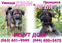 Умница Дэни мечтает о доме - <ro>Изображение</ro><ru>Изображение</ru> #3, <ru>Объявление</ru> #396220