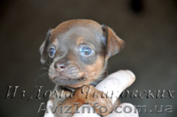 куражные щенки русского тоя - <ro>Изображение</ro><ru>Изображение</ru> #1, <ru>Объявление</ru> #403789