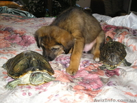 Умница Дэни мечтает о доме - <ro>Изображение</ro><ru>Изображение</ru> #2, <ru>Объявление</ru> #396220