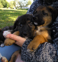 Красавица Арья, метис овчарки, ищет семью - <ro>Изображение</ro><ru>Изображение</ru> #3, <ru>Объявление</ru> #396219