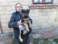 Немецкая Овчарка - алиментные щенки, вязки! - <ro>Изображение</ro><ru>Изображение</ru> #2, <ru>Объявление</ru> #410311