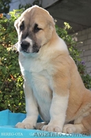 Продажа  щенков СРЕДНЕАЗИАТСКОЙ  ОВЧАРКИ ( АЛАБАЯ) - <ro>Изображение</ro><ru>Изображение</ru> #4, <ru>Объявление</ru> #405593