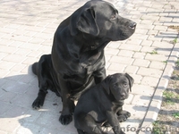 Лабрадор * Щенки* Собака* - <ro>Изображение</ro><ru>Изображение</ru> #1, <ru>Объявление</ru> #414099