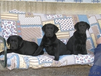 Лабрадор * Щенки* Собака* - <ro>Изображение</ro><ru>Изображение</ru> #2, <ru>Объявление</ru> #414099