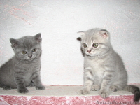 Шотландская вислоухая - <ro>Изображение</ro><ru>Изображение</ru> #2, <ru>Объявление</ru> #398998