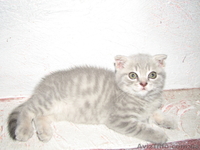 Шотландская вислоухая - <ro>Изображение</ro><ru>Изображение</ru> #3, <ru>Объявление</ru> #398998