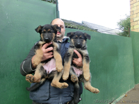 Немецкая Овчарка - алиментные щенки, вязки! - <ro>Изображение</ro><ru>Изображение</ru> #1, <ru>Объявление</ru> #410311