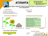 Семена подсолнечника Жалон,Атланта,Аламо,Ягуар - <ro>Изображение</ro><ru>Изображение</ru> #3, <ru>Объявление</ru> #420512
