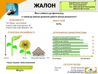 Семена подсолнечника Жалон,Атланта,Аламо,Ягуар - <ro>Изображение</ro><ru>Изображение</ru> #4, <ru>Объявление</ru> #420512