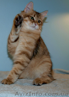 Лесные сибирские котята  редких окрасов - <ro>Изображение</ro><ru>Изображение</ru> #1, <ru>Объявление</ru> #419069