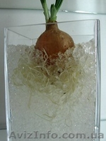 Аграрный гидрогель - <ro>Изображение</ro><ru>Изображение</ru> #2, <ru>Объявление</ru> #400193