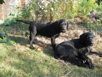 Лабрадор * Щенки* Собака* - <ro>Изображение</ro><ru>Изображение</ru> #5, <ru>Объявление</ru> #414099