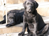 Лабрадор * Щенки* Собака* - <ro>Изображение</ro><ru>Изображение</ru> #4, <ru>Объявление</ru> #414099