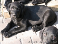 Лабрадор * Щенки* Собака* - <ro>Изображение</ro><ru>Изображение</ru> #3, <ru>Объявление</ru> #414099