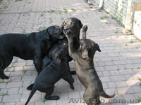 Животные*Щенки* Лабрадор - <ro>Изображение</ro><ru>Изображение</ru> #3, <ru>Объявление</ru> #401463