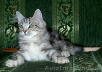 Лесные сибирские котята  редких окрасов - <ro>Изображение</ro><ru>Изображение</ru> #5, <ru>Объявление</ru> #419069