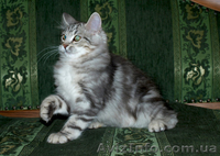 Лесные сибирские котята  редких окрасов - <ro>Изображение</ro><ru>Изображение</ru> #4, <ru>Объявление</ru> #419069