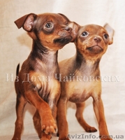 куражные щенки русского тоя - <ro>Изображение</ro><ru>Изображение</ru> #5, <ru>Объявление</ru> #403789