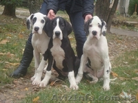 Немецкий дог. Девочки мраморного и плащевого окраса - <ro>Изображение</ro><ru>Изображение</ru> #3, <ru>Объявление</ru> #408947