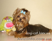 Йоркширский терьер. Щенки. Экстра-Мини, Мини и Стандарт. Йорки. П-к "Мон Бижу" - <ro>Изображение</ro><ru>Изображение</ru> #4, <ru>Объявление</ru> #451487