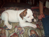 Американский бульдог, Щенки - <ro>Изображение</ro><ru>Изображение</ru> #1, <ru>Объявление</ru> #425803