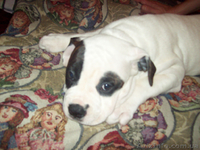 Американский бульдог, Щенки - <ro>Изображение</ro><ru>Изображение</ru> #3, <ru>Объявление</ru> #425803