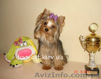 Йоркширский терьер. Щенки. Экстра-Мини, Мини и Стандарт. Йорки. П-к "Мон Бижу" - <ro>Изображение</ro><ru>Изображение</ru> #5, <ru>Объявление</ru> #451487