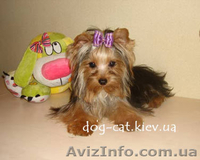 Йоркширский терьер. Щенки. Экстра-Мини, Мини и Стандарт. Йорки. П-к "Мон Бижу" - <ro>Изображение</ro><ru>Изображение</ru> #2, <ru>Объявление</ru> #451487