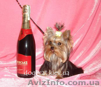 Йоркширский терьер. Щенки. Экстра-Мини, Мини и Стандарт. Йорки. П-к "Мон Бижу" - <ro>Изображение</ro><ru>Изображение</ru> #1, <ru>Объявление</ru> #451487