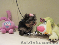 Йоркширский терьер. Щенки. Экстра-Мини, Мини и Стандарт. Йорки. П-к "Мон Бижу" - <ro>Изображение</ro><ru>Изображение</ru> #3, <ru>Объявление</ru> #451487