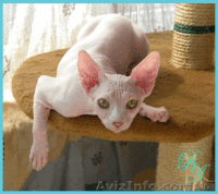 Питомник канадских сфинксов предлагает котят - <ro>Изображение</ro><ru>Изображение</ru> #3, <ru>Объявление</ru> #342459