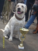 Породистые щенки лабрадора - <ro>Изображение</ro><ru>Изображение</ru> #3, <ru>Объявление</ru> #455615