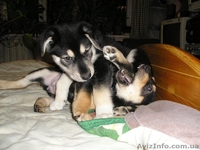 Пчелка - самый преданный друг - <ro>Изображение</ro><ru>Изображение</ru> #2, <ru>Объявление</ru> #444285