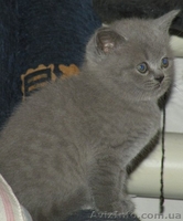 Шотландские котята / Британская короткошерстная - <ro>Изображение</ro><ru>Изображение</ru> #3, <ru>Объявление</ru> #448861