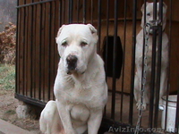 вязка кобель среднеазиатская овчарка белый с родословной - <ro>Изображение</ro><ru>Изображение</ru> #1, <ru>Объявление</ru> #11746