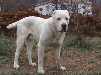вязка кобель среднеазиатская овчарка белый с родословной - <ro>Изображение</ro><ru>Изображение</ru> #4, <ru>Объявление</ru> #11746