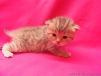 Питомник   предлагает к резервированию. - <ro>Изображение</ro><ru>Изображение</ru> #3, <ru>Объявление</ru> #434908