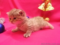 Питомник   предлагает к резервированию. - <ro>Изображение</ro><ru>Изображение</ru> #2, <ru>Объявление</ru> #434908