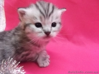 Питомник   предлагает к резервированию. - <ro>Изображение</ro><ru>Изображение</ru> #4, <ru>Объявление</ru> #434908